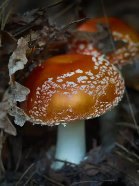 Poisonous Amanita Muscaria Mushroom Grow Autumn Forest — Stock Photo, Image