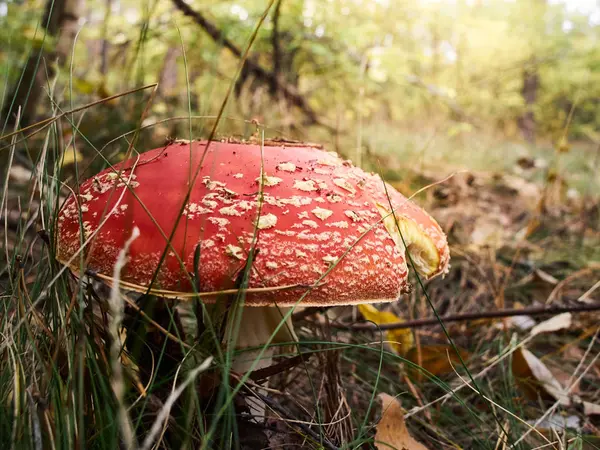 Fungo Amanita Muscaria Velenoso Cresce Una Foresta Autunno — Foto Stock