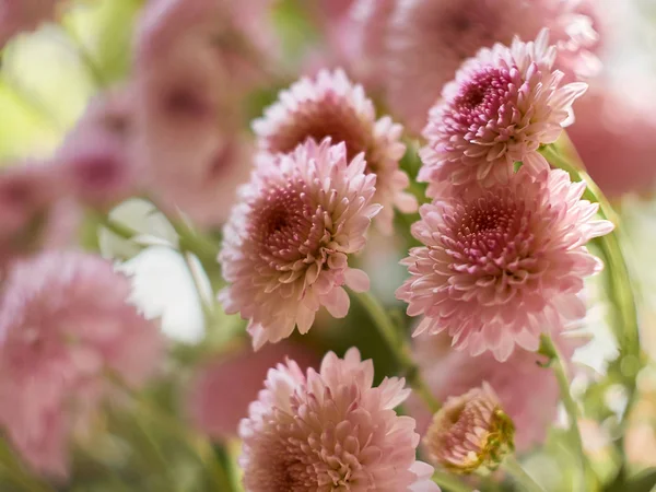 Beautiful pink chrysanthemum flowers blooms in the garden.