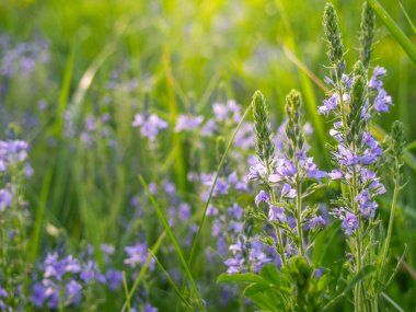 Speedwell çiçekler alanında büyümek.