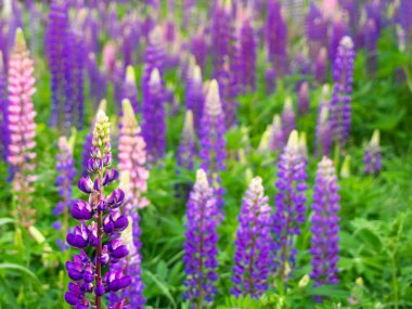 Floral summer background.