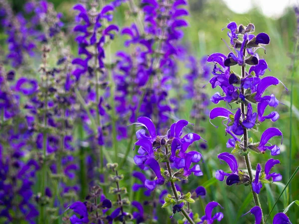 Close-up of Salvia flower in the meadow. — Stock Photo, Image