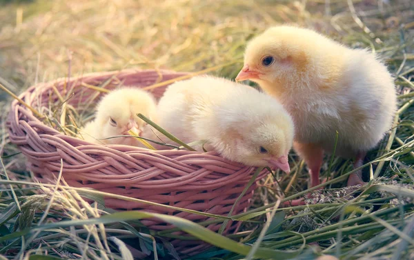 Beautiful Yellow Little Chickens Basket Natural Background — Stock Photo, Image