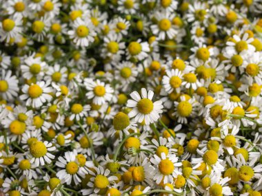 hamomile çiçek arka plan.