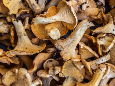 Chanterelles mantar arka plan.