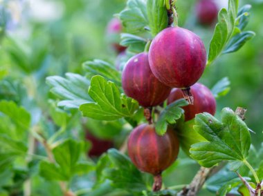Taze kırmızı bektaşi üzümü, yakın çekim.