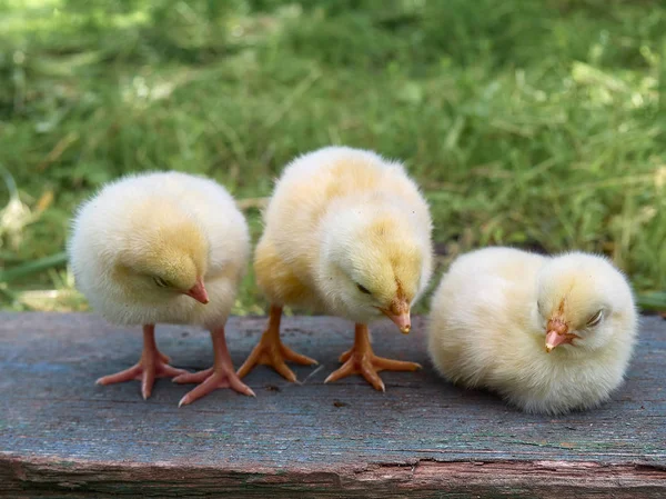 Красивые Маленькие Цыплята Спят Зеленом Фоне — стоковое фото
