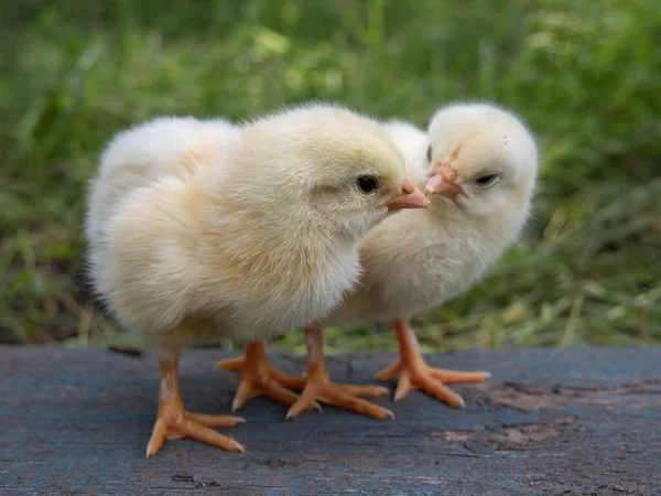 Deux poulets jaunes à la ferme . — Photo