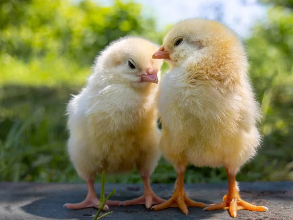Duas galinhas amarelas na fazenda . — Fotografia de Stock