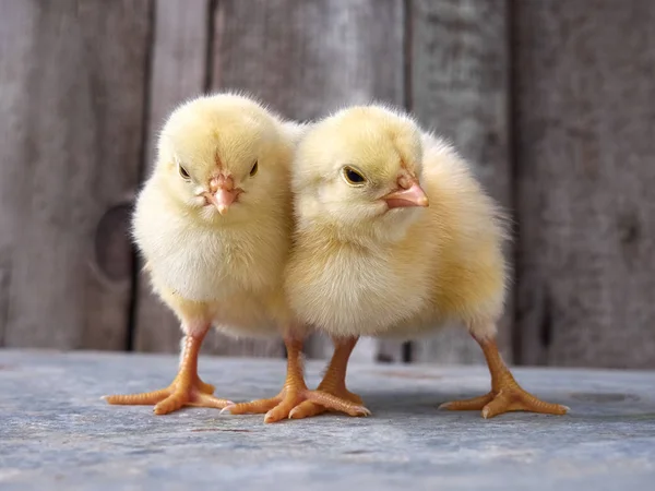 Due Piccoli Polli Gialli Uno Sfondo Legno — Foto Stock