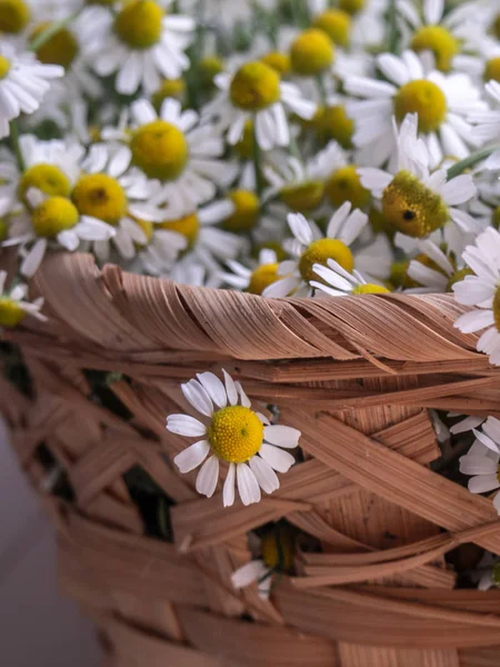 Flores de camomila na cesta . — Fotografia de Stock