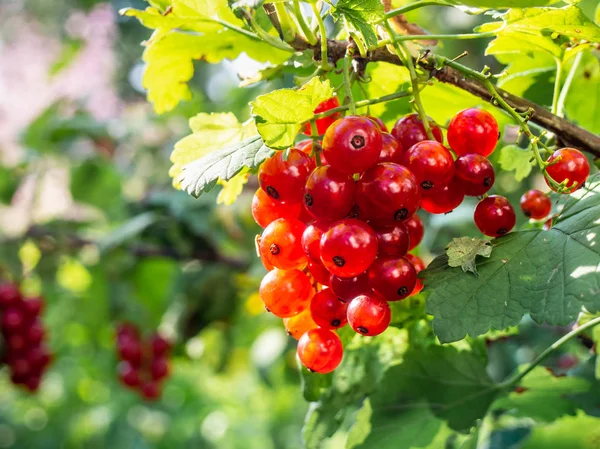 Φρέσκα κόκκινα Ribes rubrum, κοντινό πλάνο. — Φωτογραφία Αρχείου