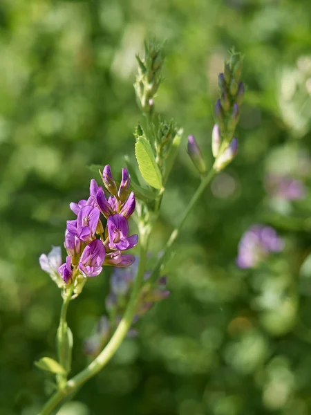 Lila Alfalfa Blommor Blommar Fältet — Stockfoto