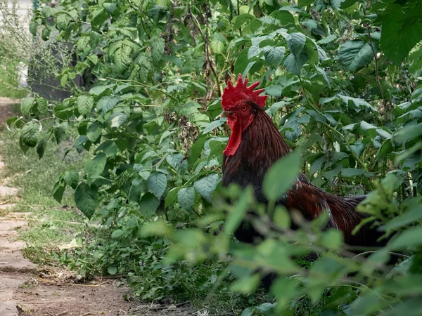 Bright Brown Rooster Looking Camera — Stock Photo, Image