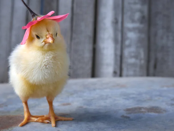 Small yellow chicken with a pink flower.