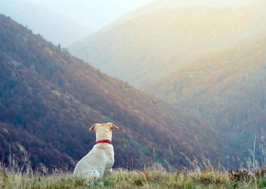 Dağlarda bir köpek.