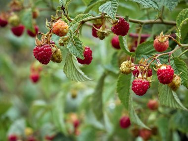 Bahçede olgun kırmızı ahududular.