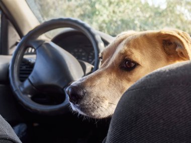 Genç üzgün köpek arabada ön koltukta oturuyor..