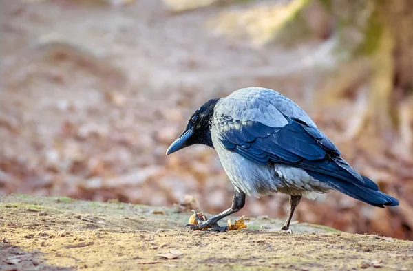 Grand Corbeau Avec Une Noix Sur Sol — Photo