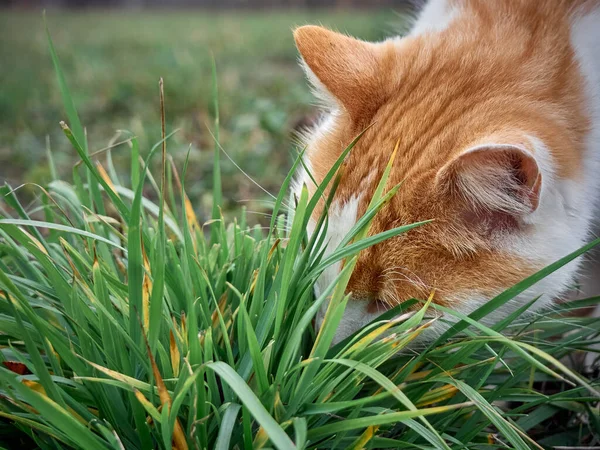 Cat Eat Grass Garden — Stock Photo, Image