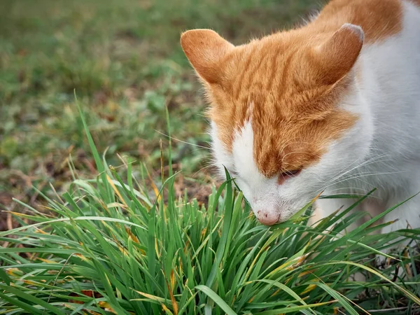 Cat Eat Grass Garden — Stock Photo, Image