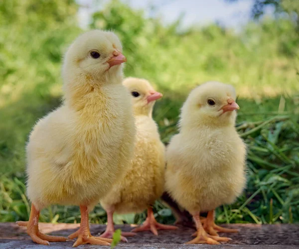 Pollos Amarillos Sobre Fondo Natural —  Fotos de Stock