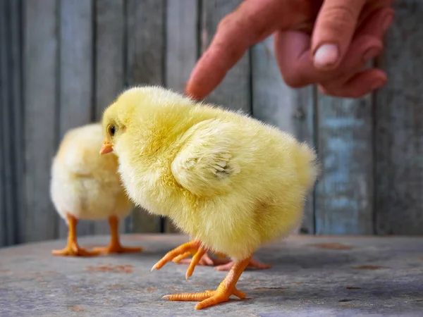 Small yellow chicken and hand.