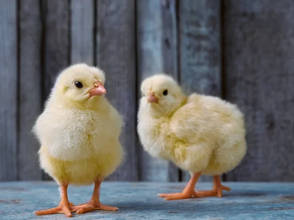 Μικρά Κίτρινα Κοτόπουλα Μια Εκμετάλλευση — Φωτογραφία Αρχείου