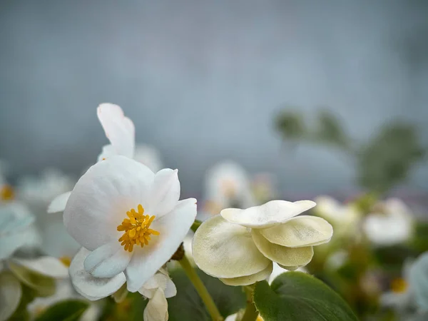 Цветы Бегонии Саду Крупным Планом — стоковое фото
