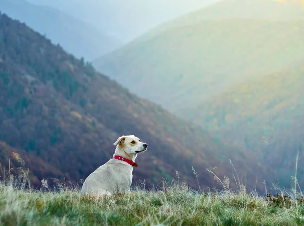 Собака Горах — стоковое фото