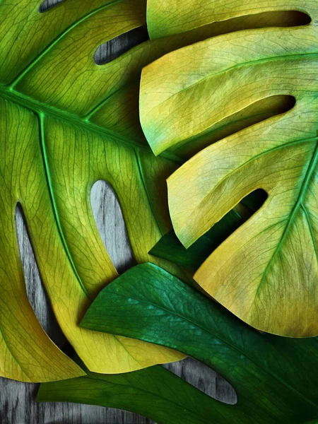 Tropical Monstera Leaves Top View — Stock Photo, Image