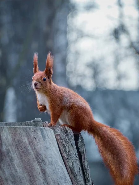Parktaki şirin sincap..