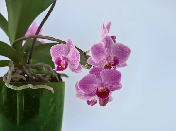 Belle Fleur Orchidée Tropicale Pot — Photo