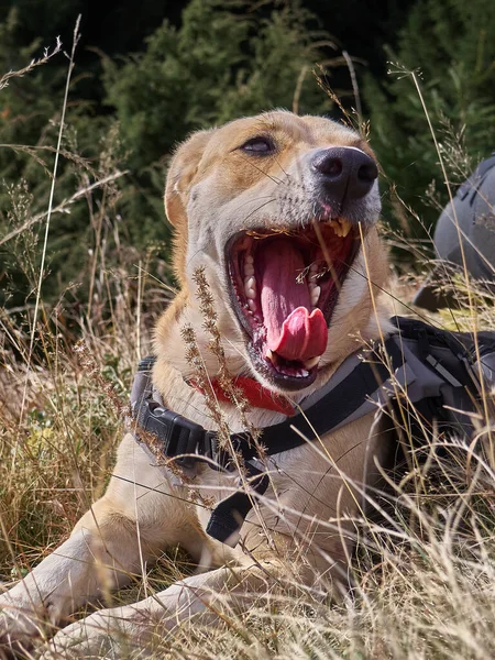 Собака Траве Горах — стоковое фото