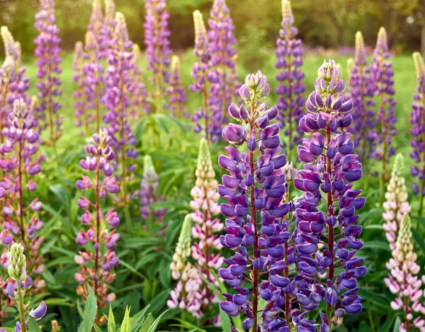 Mooie Paarse Lupine Bloemen Bloeit Het Veld — Stockfoto