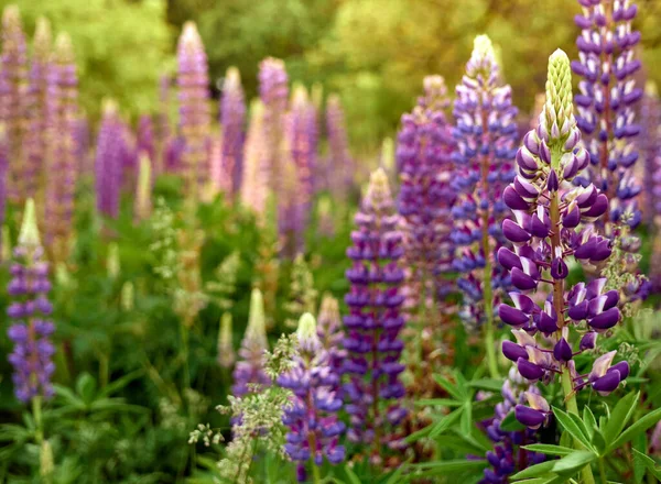 Güzel Mor Lupin Çiçekleri Tarlada Açar — Stok fotoğraf