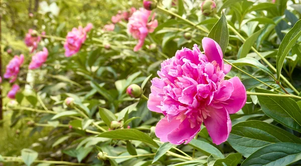 Beautiful Pink Peonies Garden — Stock Photo, Image