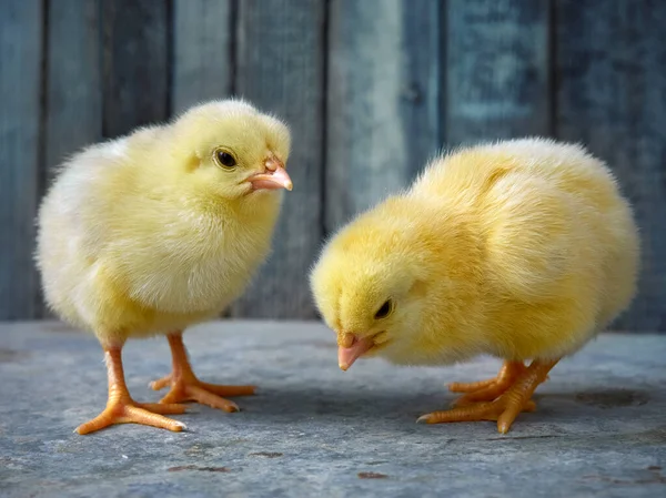 Piccoli Pulcini Gialli Carino — Foto Stock