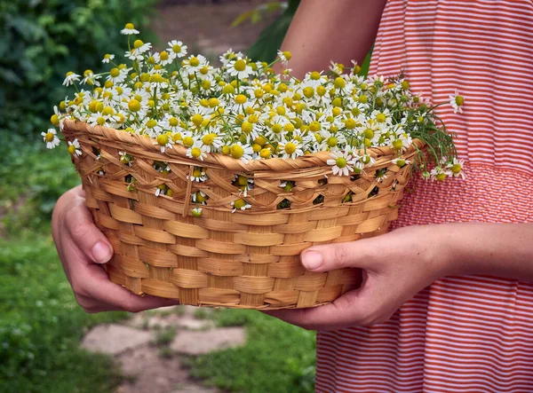 Çiçekli kız papatya çayı.