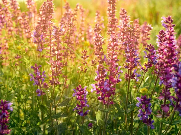 Hermosas Flores Salvia Púrpura Florece Prado Verano — Foto de Stock