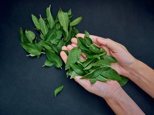 Fresh mint in the hands.