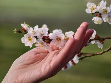 Çiçek açan kayısı dalları ellerinde..