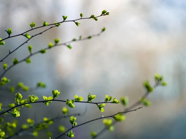 Μικρά Κλαδιά Πράσινα Φύλλα — Φωτογραφία Αρχείου