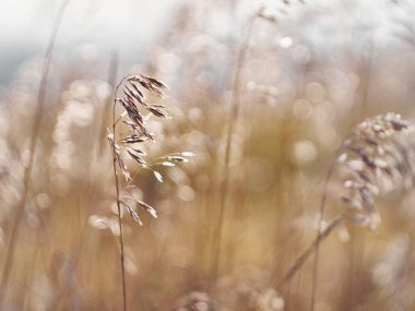 Altın yaz çimenleri.