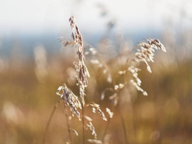 Altın yaz çimenleri.