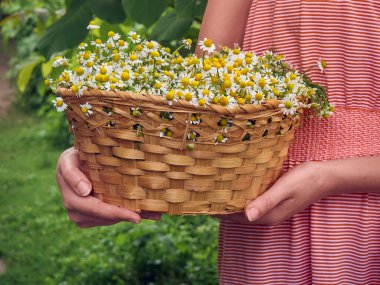 Papatyalı kız sepeti.