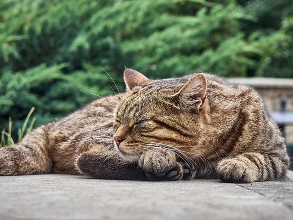 Leuke Kat Die Het Park Slaapt — Stockfoto