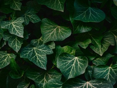 Çiftlikte tavuklu tavuk.