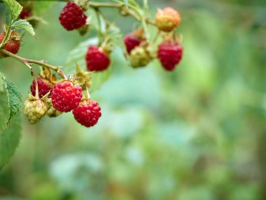 Çiftlikte tavuklu tavuk.