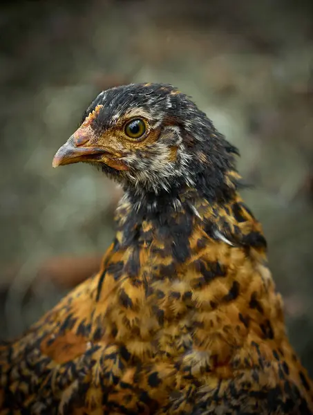 Çiftlikte Tavuklu Tavuk — Stok fotoğraf